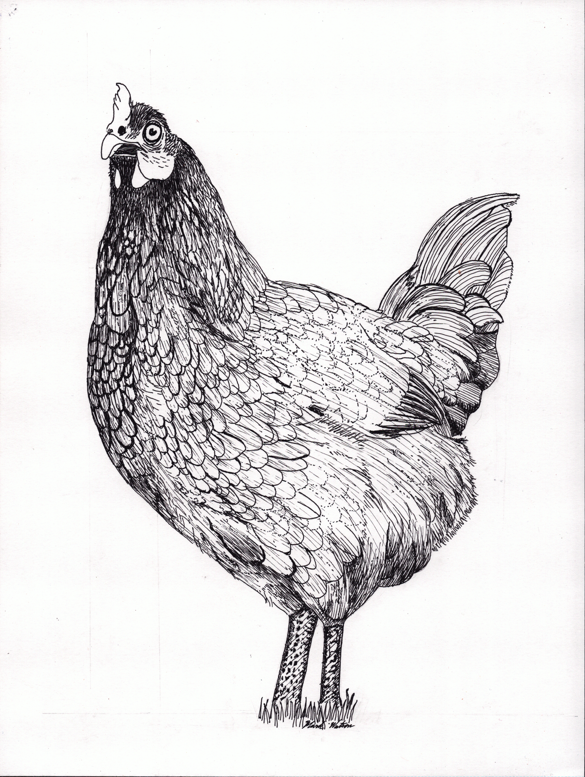 Sassy Chicken (fine art print)