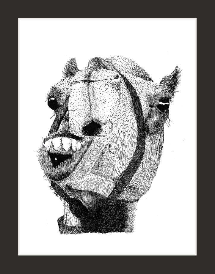 Calvin the Camel (print)