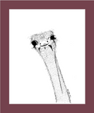 Dirpy Ostrich (print)