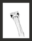 Dirpy Ostrich (print)