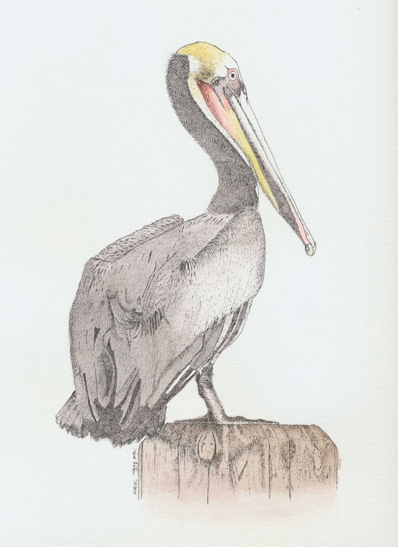 Pelican greeting cards (5pk)