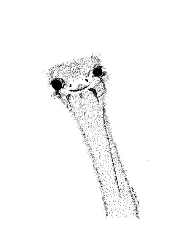 Ostrich greeting cards (5pk)
