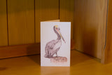 Pelican greeting cards (5pk)